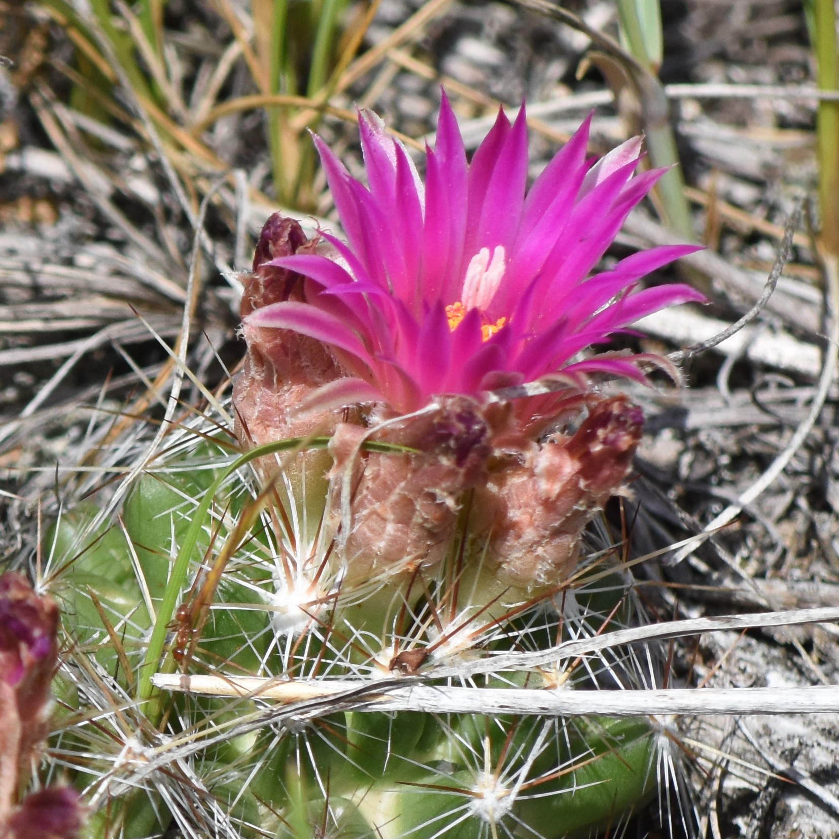 Pink cactus blooming